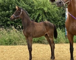 Zuchtstute My Grace F (Westfale, 2020, von Morricone)