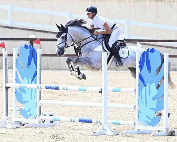 Cheval de saut Jimmy Blue (Cheval de sport allemand, 2019, de VDL Salty Blue)