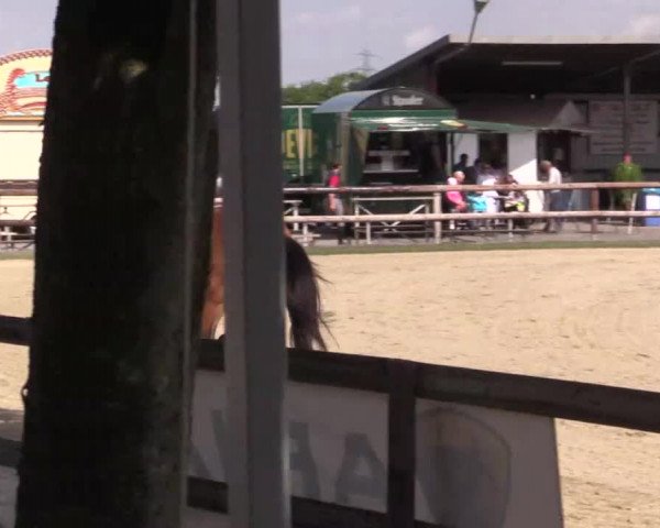 Großes Reit- und Springturnier Kirchhellen/Stall Dieckmann 2015