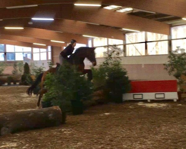 horse Fleurie 18 (Westphalian,  , from Florestan I)