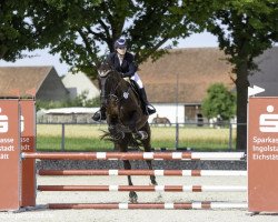 jumper Amilijo (Oldenburg show jumper, 2014, from Amman)