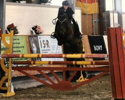 jumper Little Lucy 13 (Oldenburg show jumper, 2006, from Ludwig von Bayern 168 FIN)