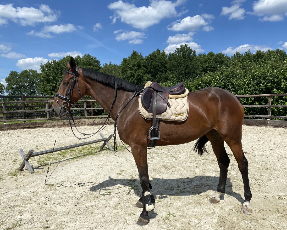 Pferd Nebab’s Precious Z (Zangersheide Reitpferd, 2015)