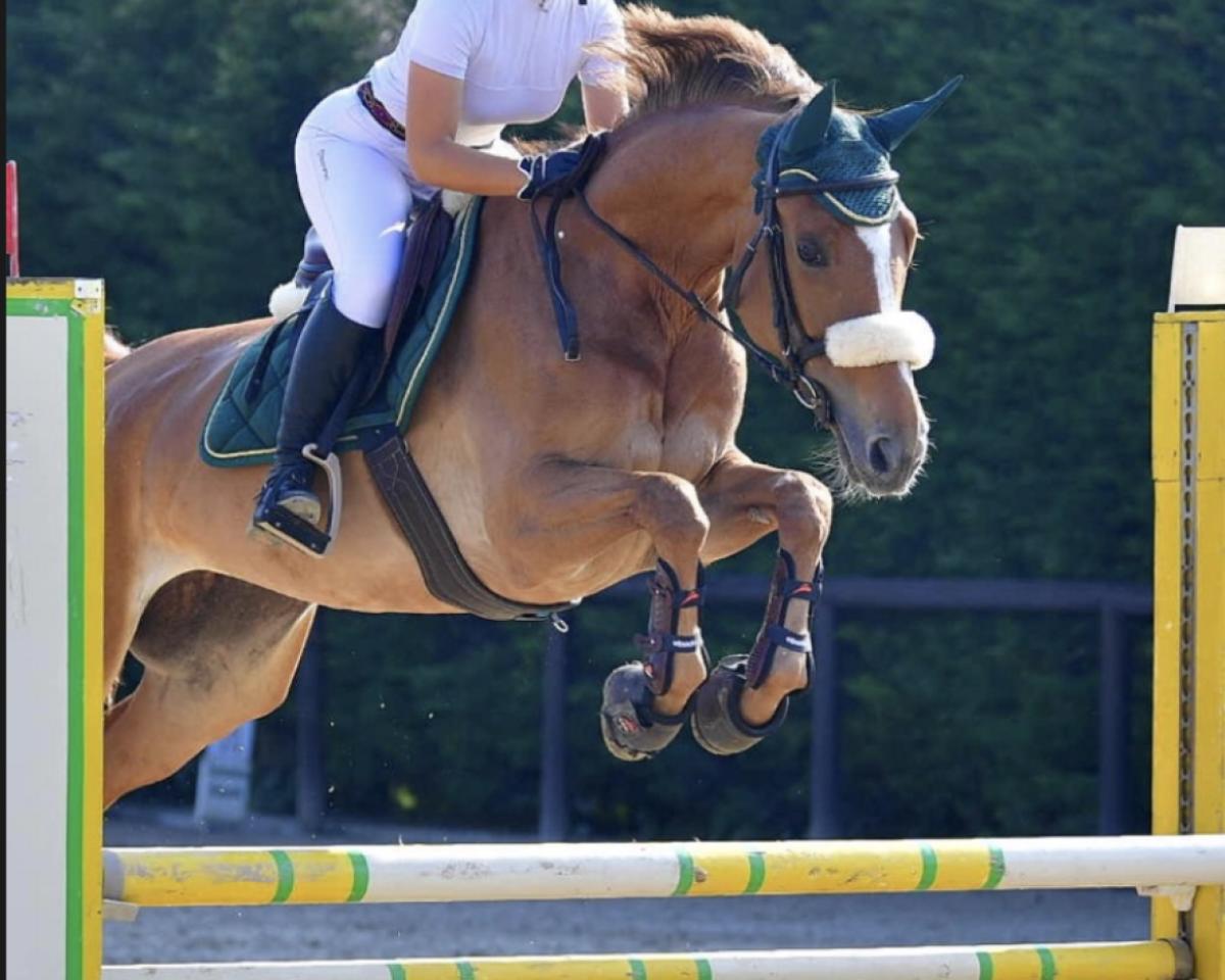 Springpferd Nana - E (KWPN (Niederländisches Warmblut), 2018, von Inaico)