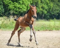 Pferd Nova Scotia (Holsteiner, 2020, von Dinken)