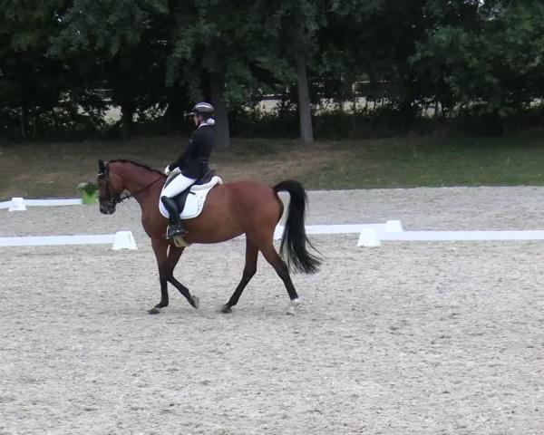 Concurso Hipico Greven 2026