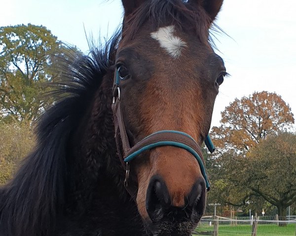 broodmare Willow (Oldenburg, 2019, from Best Before Midnight)