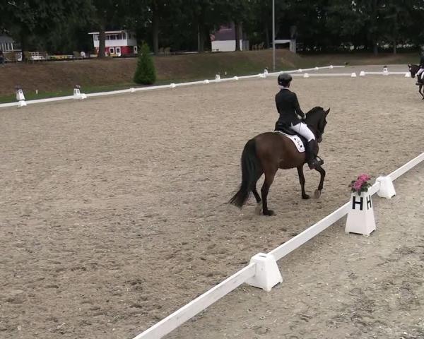 Equestrian Tournament Greven 2026