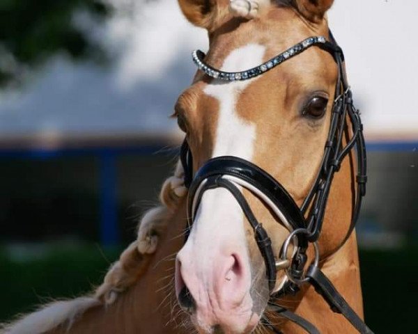 horse Florentinas Golden Girl (German Riding Pony, 2016, from Rheingold)