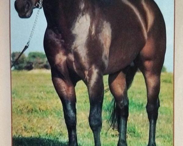 Hřebec Doc's Borrego (Quarter Horse, 1977, od Doc Bar)