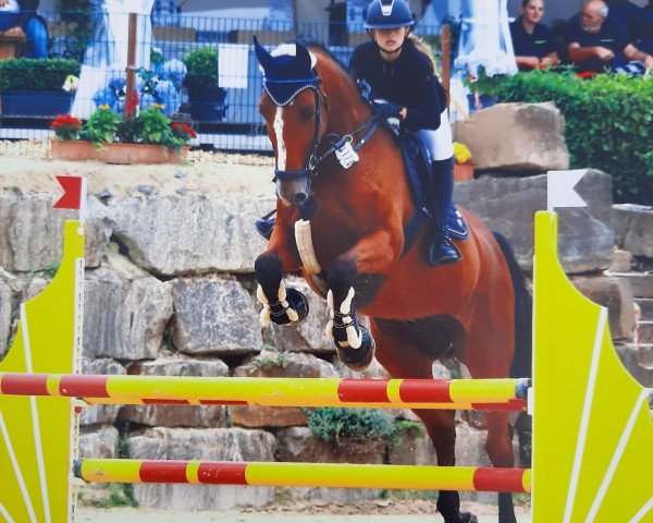 jumper Levito 8 (Holsteiner, 2009)
