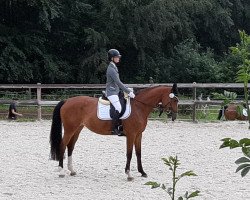 broodmare Funny Luca (Oldenburg, 2014, from Lyjanero)