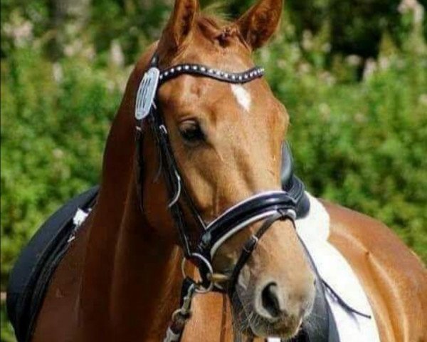 Dressurpferd Convalido-Aventurin (Holsteiner, 2011, von Catalido)