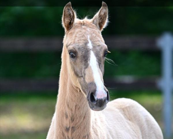 Puledro di Noble-X (Pony da sella tedesco, 2026, di Noble Dance NRW)