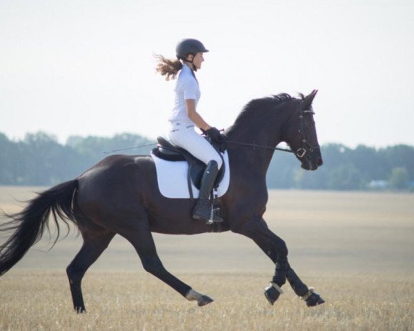 horse Dodona (Hanoverian, 2011, from Dagostini) horse Dodona (Hanoverian, 2011, from Dagostini)
