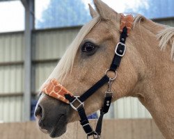 Cavallo da Dressage Golden Mira DU (Renano, 1995)