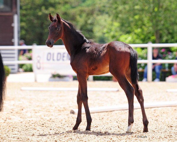 horse Egale Primera (Oldenburg, 2020, from DSP Marc Cain)