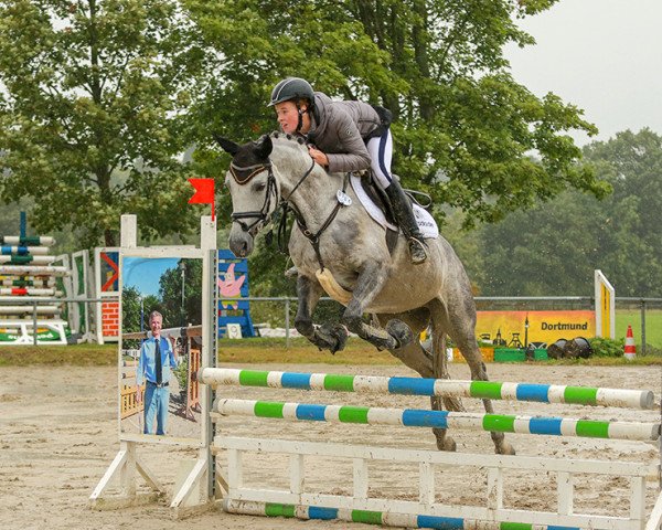jumper Fina Lavenya (Trakehner, 2006, from Key West)