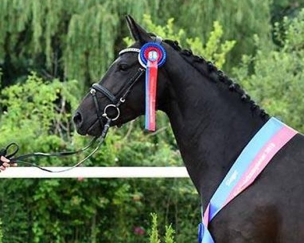 broodmare Espressa Negra (Westphalian, 2014, from Negro)
