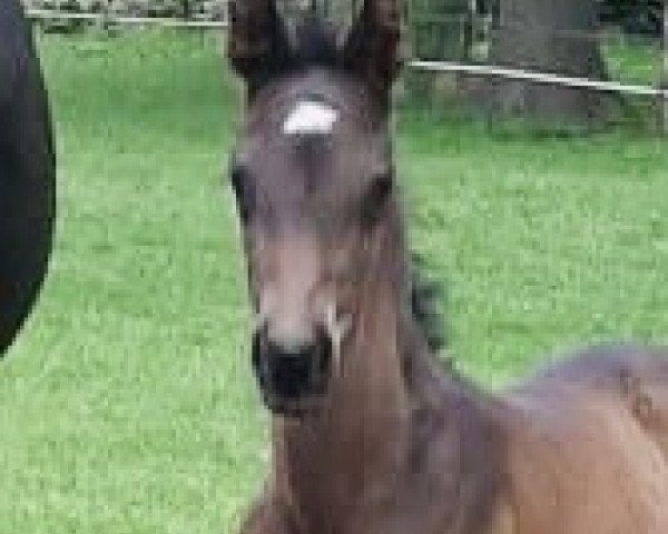 Pferd Franko ML (Westfale, 2020, von First Selection)