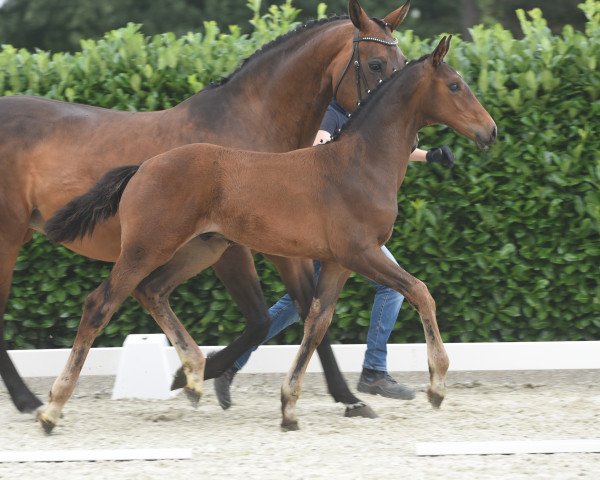 Pferd Fonquistador (Westfale, 2020, von Fonq)