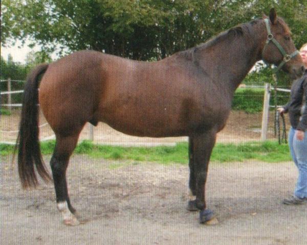 Koń MALCOLM MAX (Quarter Horse, 2006, od COCKY MAX WELL POWER)