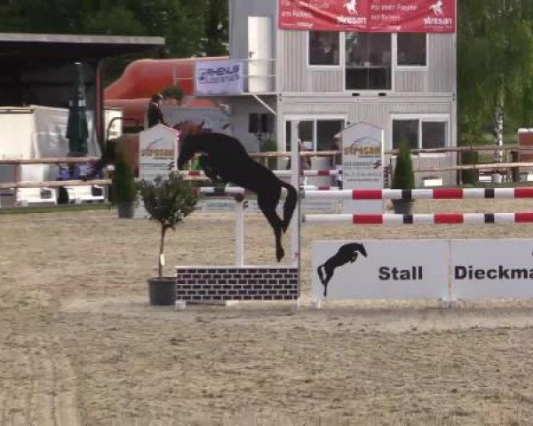 Großes Reit- und Springturnier Kirchhellen/Stall Dieckmann 2015