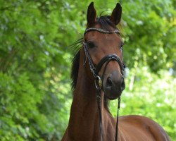 broodmare Forty`s Fairytale (Holsteiner, 2011, from Favoritas xx)