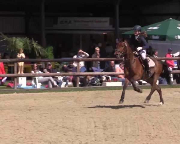 Großes Reit- und Springturnier Kirchhellen/Stall Dieckmann 2015