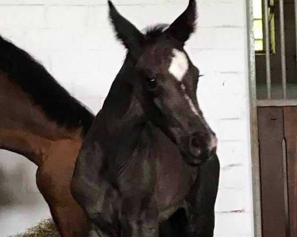 horse Eviva da Silva (Oldenburg, 2020, from DSP Marc Cain)