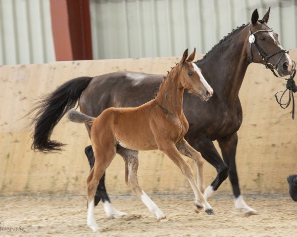 jumper Oh Là Là SW (Oldenburg show jumper, 2020, from Ogano Sitte)