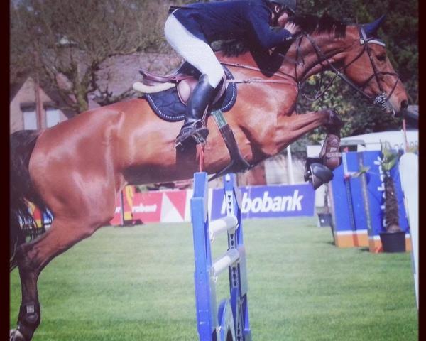 Saltador A Kind of Magic Wm (KWPN (Warmblood Holandês), 2005, de Hinault)