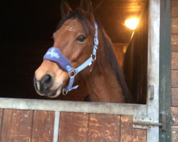 dressage horse Sander 53 (New Forest Pony, 2010, from Nieuwmoeds Patrick)