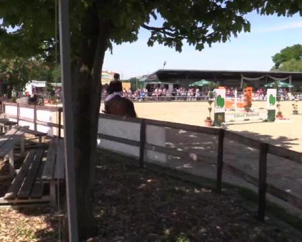 Großes Reit- und Springturnier Kirchhellen/Stall Dieckmann 2015