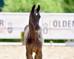 horse Feinrich´s Hazy (Oldenburg, 2020, from Feinrich)