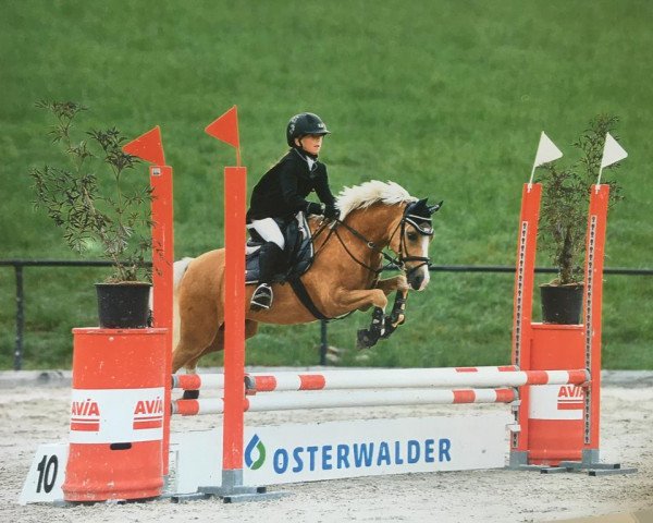 dressage horse Anduril F (Swiss Reitpony, 2007, from Unbekannt Pony)