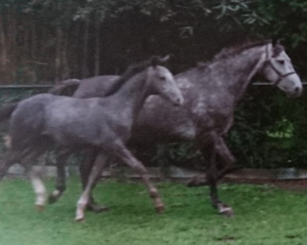 broodmare Racey (KWPN (Royal Dutch Sporthorse), 1998, from Bustron) broodmare Racey (KWPN (Royal Dutch Sporthorse), 1998, from Bustron)