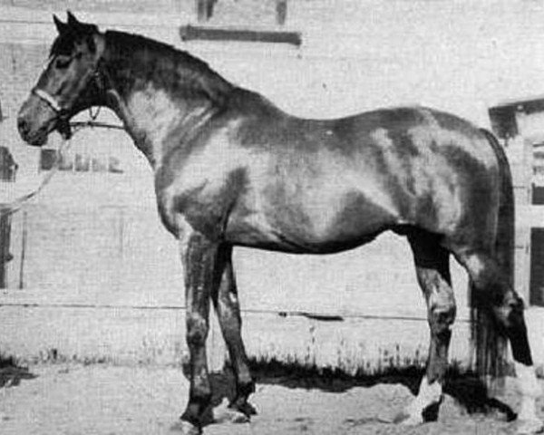 stallion Detvan xx (Thoroughbred, 1949, from Gradivo xx)