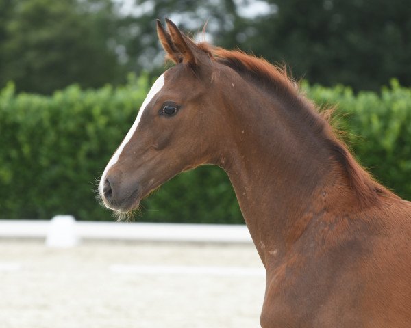 Pferd Stute von Symphonic (Westfale, 2020, von Symphonic)