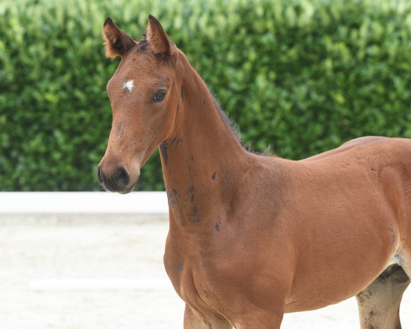 horse Hengst von All Music (Westphalian, 2020, from All Music)