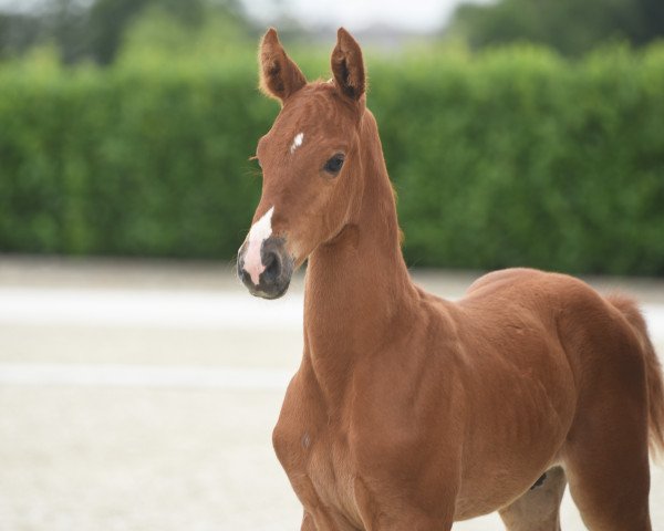 horse Hengst von Cicero Z van Paemel (Westphalian, 2020, from Cicero Z van Paemel)