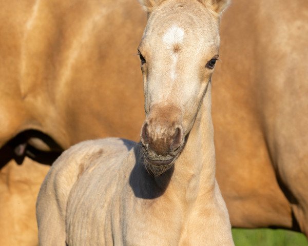 horse Belle Nobles TS (Oldenburg, 2020, from Sir Heinrich OLD)