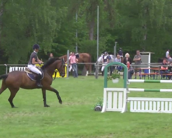 Grosses Freilandreitturnier Leingarten 2015