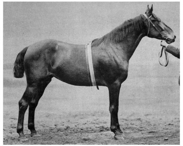 Zuchtstute Hertha (Holsteiner, 1887, von Young Ethelbert 1389)
