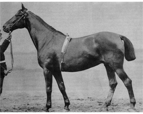 broodmare Acer (Holsteiner, 1879, from Brillant)