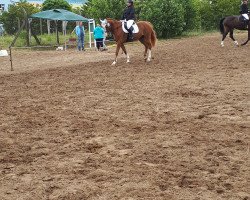 jumper Sahib (Hungarian Warmblood, 2006)