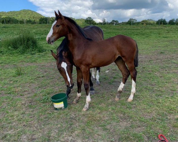 horse All Starmiro (Oldenburg show jumper, 2020, from All Star)