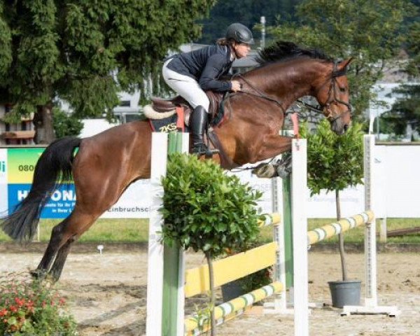 jumper Cantofino (Hanoverian, 2011, from Canturano I)