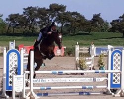 jumper Vinotage (Hanoverian, 2015, from Kannan)