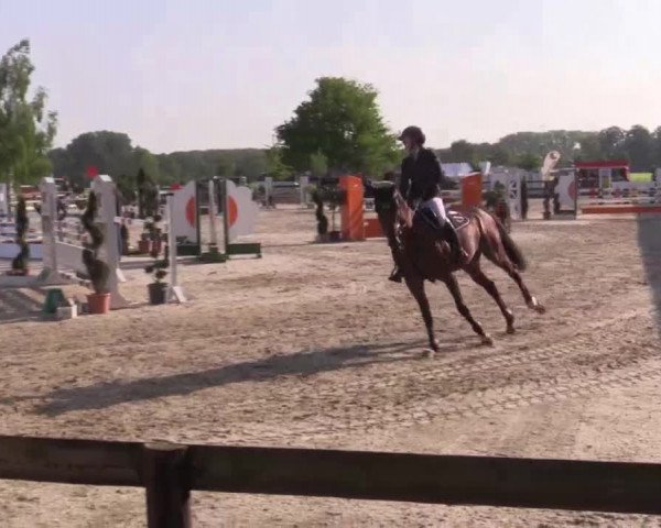 Großes Reit- und Springturnier Kirchhellen/Stall Dieckmann 2015
